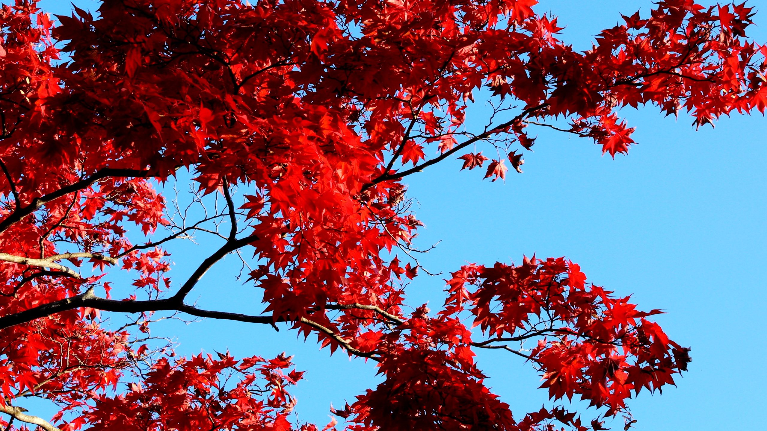 lá đỏ ở Tokyo
